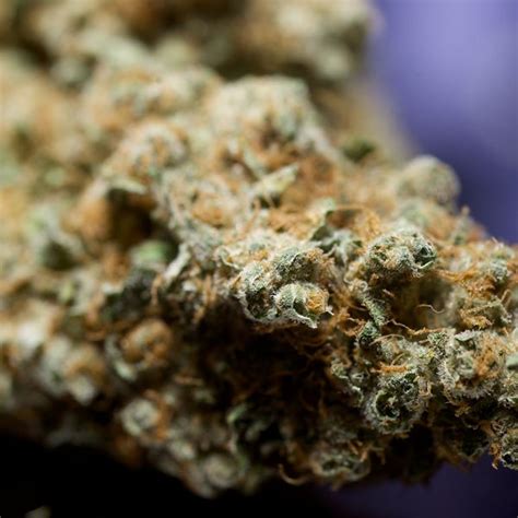 Maybe you would like to learn more about one of these? Purple Star MD Medical Cannabis Dispensary - Mission ...