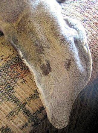 Webmd explains some of the causes, along with treatments. The Healthy Dog: Hair Loss in Weimaraners