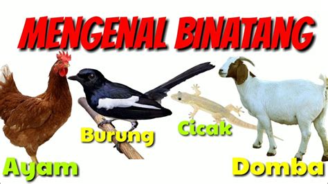 We did not find results for: MENGENAL BINATANG AYAM BURUNG CICAK DAN DOMBA ( SERI A-Z ...