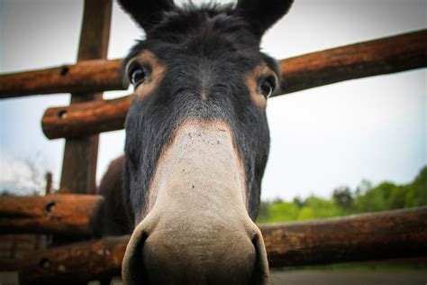 Free Photo Donkey Portrait Ass Animal Free Image On Pixabay 328522