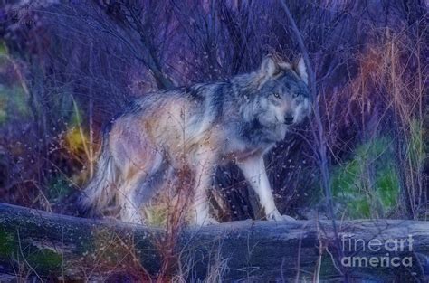 Mystic Wolf Photograph By Paul Danaher Fine Art America