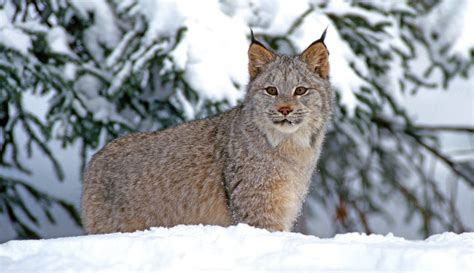 canada lynx profile and information