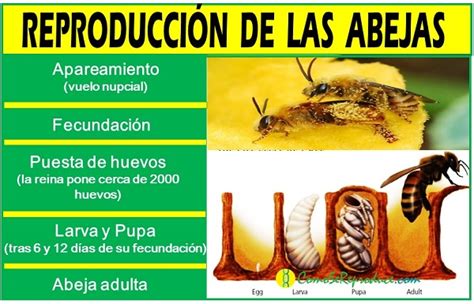 ciclo de vida de las abejas