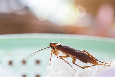 Are Cockroaches More Prevalent During The Summer Budget Termite And Pest Control