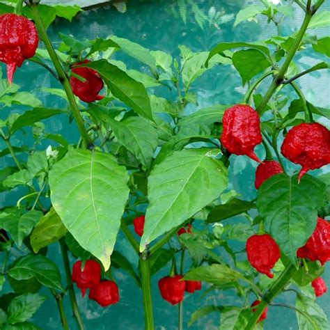 In 2017, guinness world records declared it the hottest chili pepper in the world, surpassing the previous record holder, the trinidad scorpion butch t. Carolina Reaper chilli seeds. The most affordable in the world