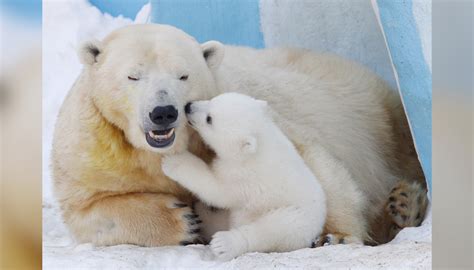Polar Bear Photos Stunning Shots Capture Earths Icons Of