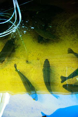 The perch, of which three species occur in different geographical areas. Jade Perch - The Perfect Aquaponics Fish! | Ecofilms