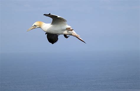 Entdecken sie unsere täglichen sonderangebote und besten verfügbaren preise. Helgoland - Tag 1: Basstölpel und Dreizehenmöwe - Birding ...