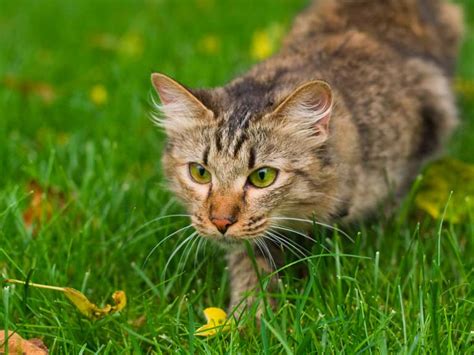 How to keep cats out of backyard. Cat deterrents: how to keep cats out of your garden - Saga