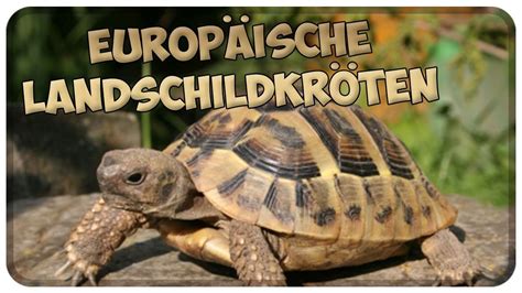 Hole dir ein stück faszination nach hause. Haltung von europäischen Landschildkröten! Schildkröten ...