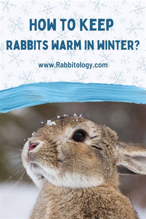 How To Keep Rabbits Warm In Winter Rabbit Warm Winter