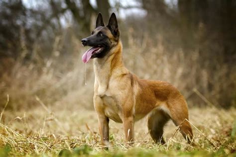 All Belgian Malinois Colors Explained What Colors Are Up To The Breed