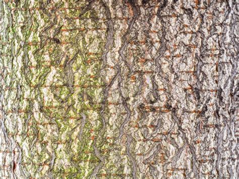 Uneven Bark On Trunk Of Horse Chestnut Tree Stock Photo Image Of