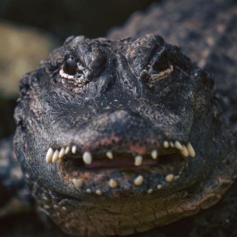 RIP Randel, the Chinese Alligator | Paradise Wildlife Park