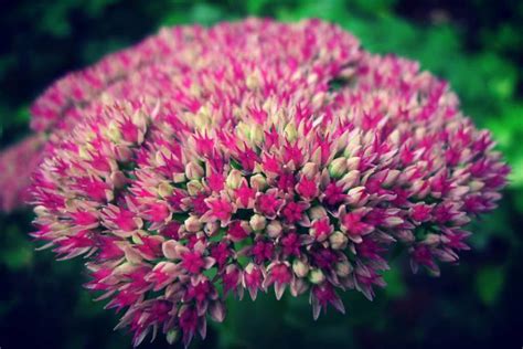 Rozchodnik Karpacki Herbstfreude Sedum Telephium Autumn Joy Albamar