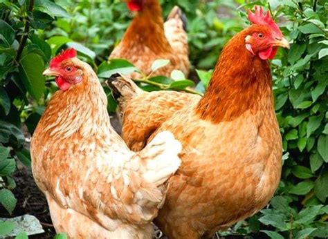 Isa Brown Chicken Breed A Comprehensive Guide Thank Chickens