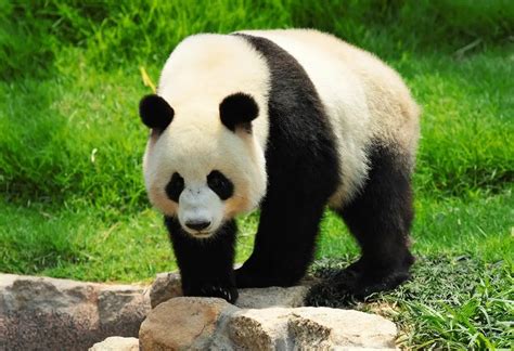 Different Species Of Pandas And Where To Find Them Nature Safari India
