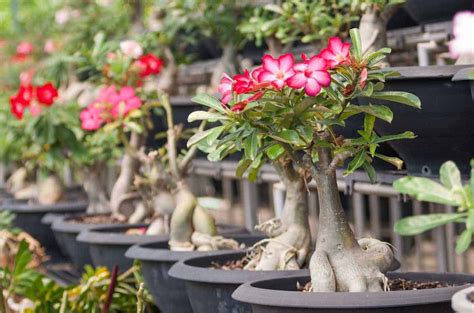 Desert Rose Bonsai How To Grow And Care For Adenium Bonsai Best Garden Info