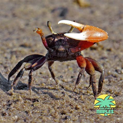 Why Do Fiddler Crabs Have One Big Claw Animal Enthusias Blog