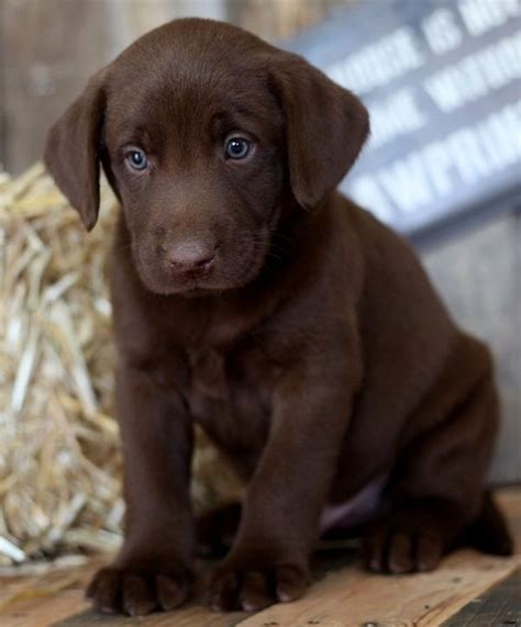 We are located in north all list placement puppies must be picked by 4 weeks of age.if you have not chosen your puppy by 4 weeks, you will lose your place of first,second. Labrador Retriever Puppies For Sale | Houston, TX #320271