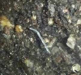 Check spelling or type a new query. Tiny White Worms in Soil - All About Worms