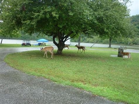 The park is located on the tailwater shores. Paddle boats we used - Picture of Beech Fork State Park ...