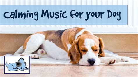 Calming Music For Dogs Improve Dog Behavior With Relaxing Music Youtube