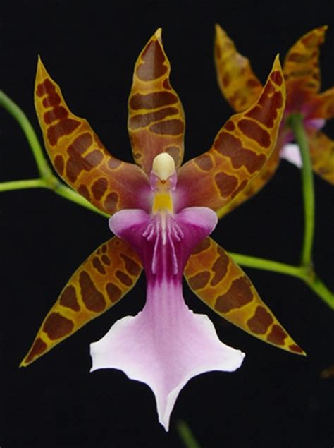 Miltonia Clowesii Orchidweb