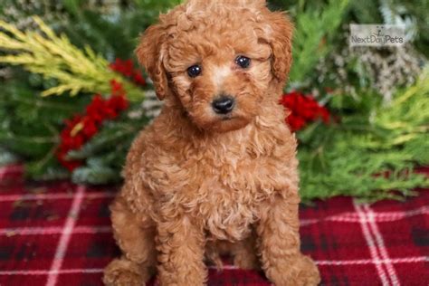 Charlie Poodle Miniature Puppy For Sale Near Harrisburg Pennsylvania