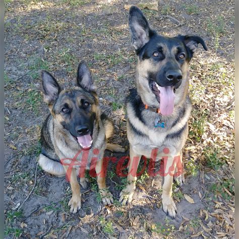 German Shepherd Puppies For Sale Lakeland Fl 282814