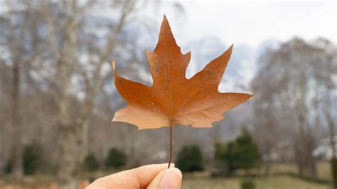 12 Common Types Of Maple Trees In Canada Progardentips