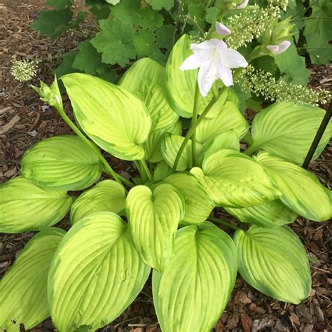 Plant Hosta Guacamole By Tracy Woods Blevins In Plants Of The Year