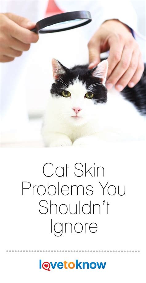 Cat Skin Problems You Shouldnt Ignore Lovetoknow Pets Cat Skin