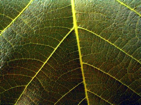 Macro Leaf Free Photo Download Freeimages