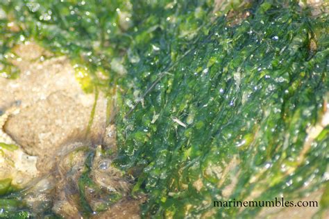 Ulva Species Gutweed And Sea Lettuce Marinemumbles Rockpooling