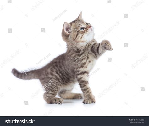 Funny Kitten Cat Standing Raised Paw Stock Photo 704763280