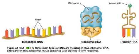 Genetics Rna Transcription Page 2 Chloes Science