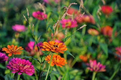 An annual plant is a plant that completes its life cycle, from germination to the production of seeds, within one growing season, and then dies. What Is an Annual Flower or Plant? - Definition