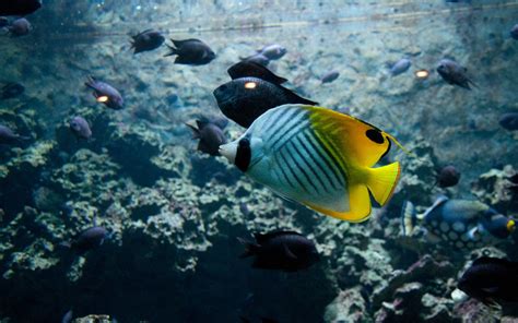 Tropical Fish Wallpaper 63 Images