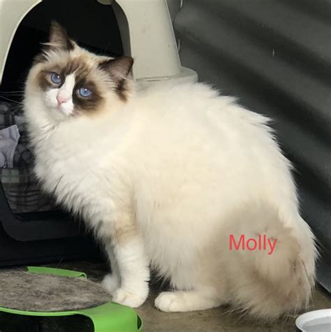 Molly Female Ragdoll Cat In Qld Petrescue