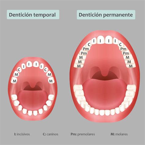 Principales Diferencias Entre La Denticion Temporal Y Permanente The Best Porn Website