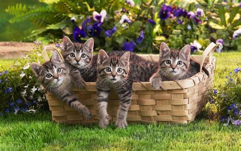 Spring Basket Of Joy Cute Kitten Hd Wallpaper