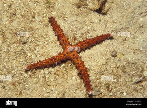 Gomophia Egyptiaca Egyptian Sea Star Anomaly With Four Arms