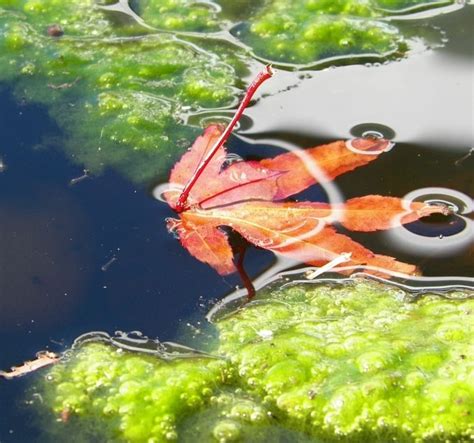 An ultraviolet pond filter or sterilizer can removes bacteria and algae from the water, but keep in mind that it will also kill any good microorganisms in the water. The Best Koi Pond Filter System 2018 (Reviews & Costs ...