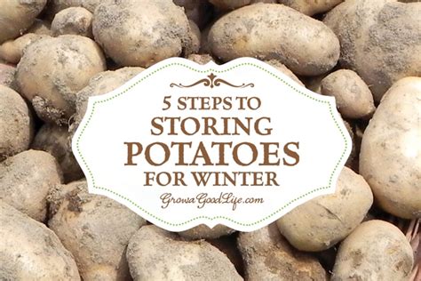 Storing synonyms, storing pronunciation, storing translation, english dictionary definition of storing. 5 Steps to Storing Potatoes for Winter