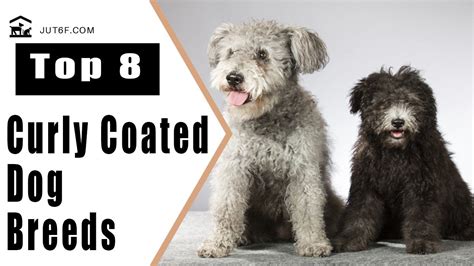 Any variation of a curly coat, such as wavy, will be found in this section. Small Dog Breed With Curly Hair