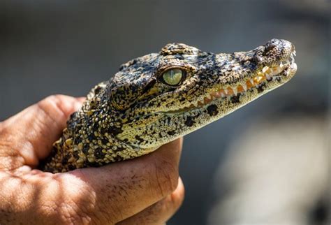 Cuban Crocodiles Pose Conservation Conundrum Nature