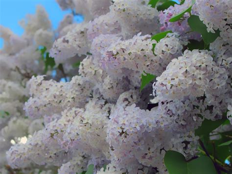 White Lilacs Are Blooming In The Sun