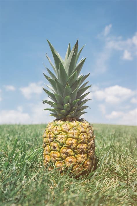 Pineapple on grass photo by Pineapple Supply Co. (@pineapple) on Unsplash