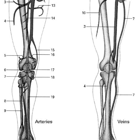 Pansexual vs demisexual posted 6 years ago. Lower Extremity Arteries Diagram - Arteries Of The Lower Limb Thigh Leg Foot Teachmeanatomy ...